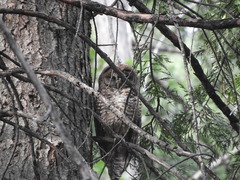 Strix occidentalis occidentalis