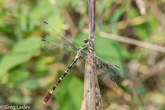 Erpetogomphus eutainia