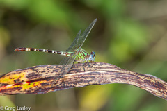 Erpetogomphus eutainia