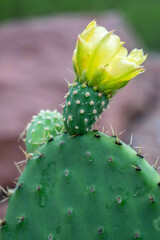 Opuntia durangensis