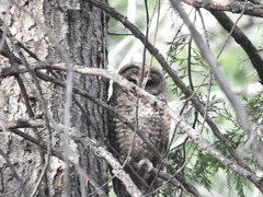 Strix occidentalis occidentalis