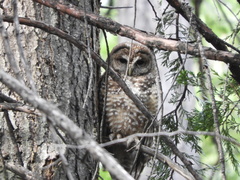 Strix occidentalis occidentalis