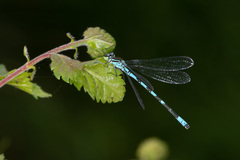 Coenagrion hastulatum