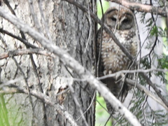Strix occidentalis occidentalis