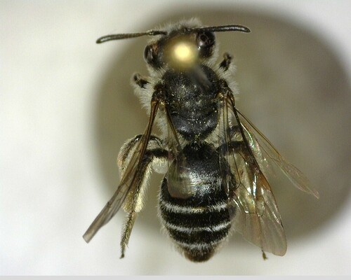 iNaturalist observation photo of Mining Bees