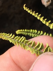Asplenium trichomanes densum