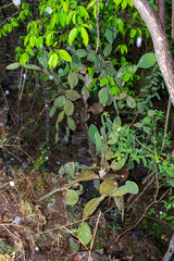 Opuntia rileyi
