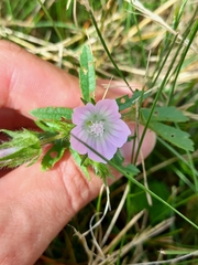 Malva setigera