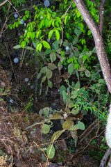 Opuntia rileyi