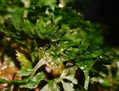 Hymenophyton flabellatum