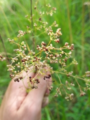 Galium glaucum