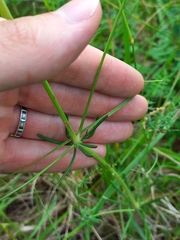 Galium glaucum
