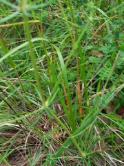 Galium glaucum