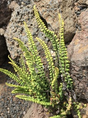 Asplenium trichomanes densum
