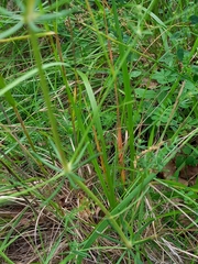 Galium glaucum
