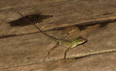 Anolis eulaemus