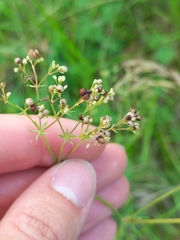 Galium glaucum