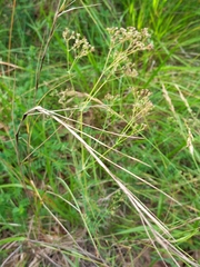 Galium glaucum