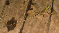 Anolis eulaemus