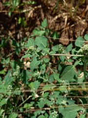 Chenopodium vulvaria