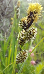 Carex raynoldsii