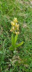 Dactylorhiza sambucina