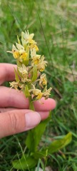 Dactylorhiza sambucina