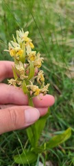 Dactylorhiza sambucina