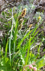 Carex raynoldsii