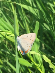 Satyrium acadica