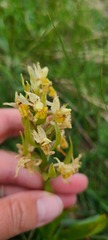 Dactylorhiza sambucina