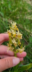 Dactylorhiza sambucina
