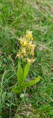 Dactylorhiza sambucina
