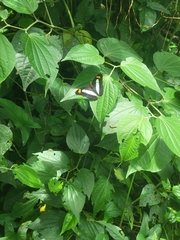 Adelpha iphicleola