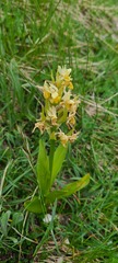 Dactylorhiza sambucina