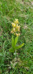 Dactylorhiza sambucina