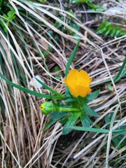 Ranunculus montanus