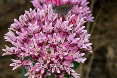 Asclepias otarioides