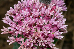 Asclepias otarioides