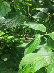 Adelpha iphicleola