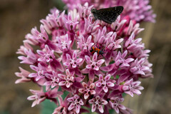 Asclepias otarioides