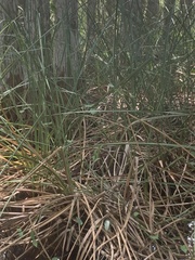 Cladium mariscus jamaicense