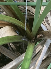 Cladium mariscus jamaicense