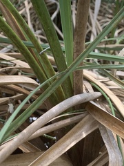 Cladium mariscus jamaicense