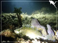 Siganus spinus