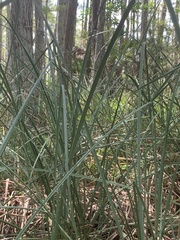 Cladium mariscus jamaicense
