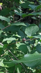 Stethaulax marmorata