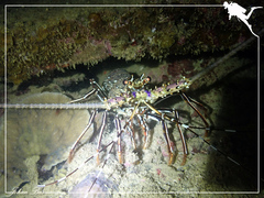 Panulirus longipes bispinosus