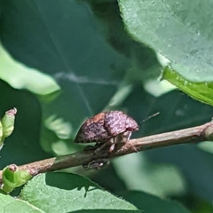 Stethaulax marmorata