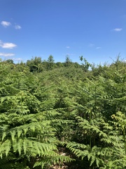 Pteridium aquilinum